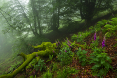 Basoko-damak - Iker Aizkorbe Agirre