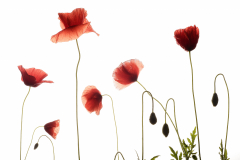 Amapolas-Rubén Pérez Novo
