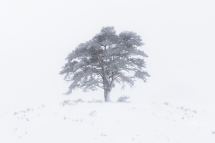 Felipe Davila - Winter_Tree