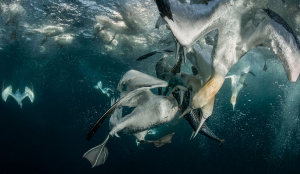 Gannets fighting