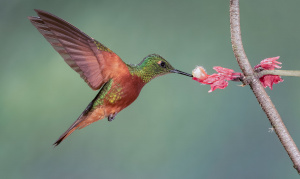 Humming bird feeding
