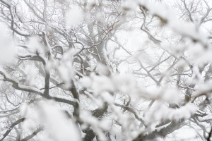 Imanol Zubiaurre - Kotoiezko kaosa