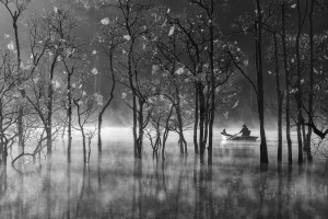 Dead forest in the mist